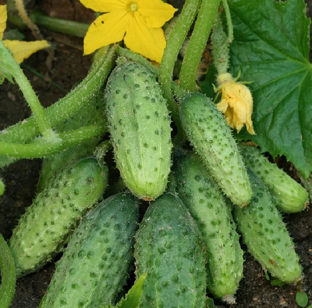 Отличные огурчики