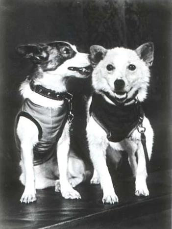 Белка и Стрелка