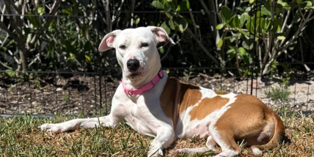 Сердце замирает — приемная собака впервые начинает доверять людям