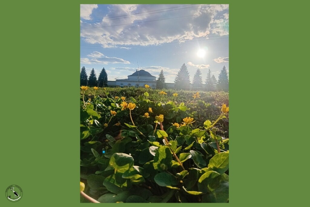    Конезавод. 04.04.25 Анна Власова