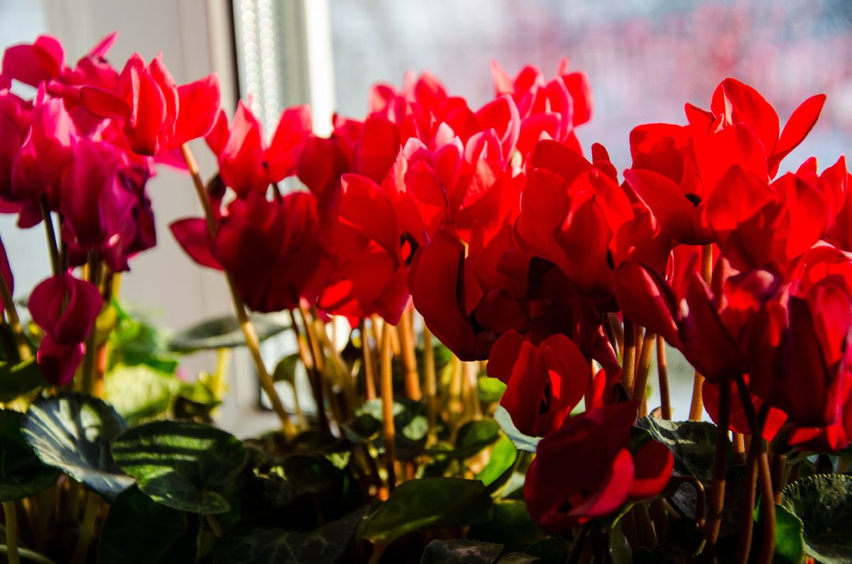 Цикламены, выращенные из семян