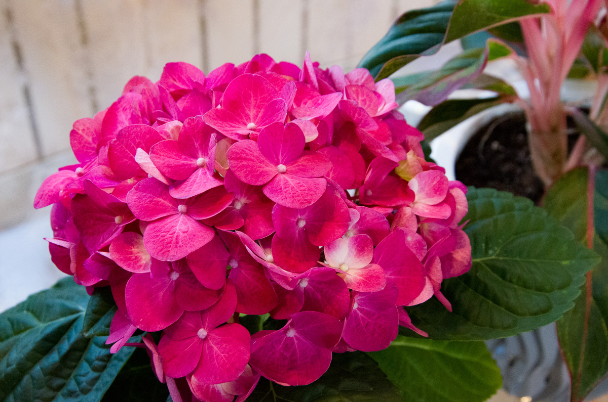 Цветет гортензия крупнолистная