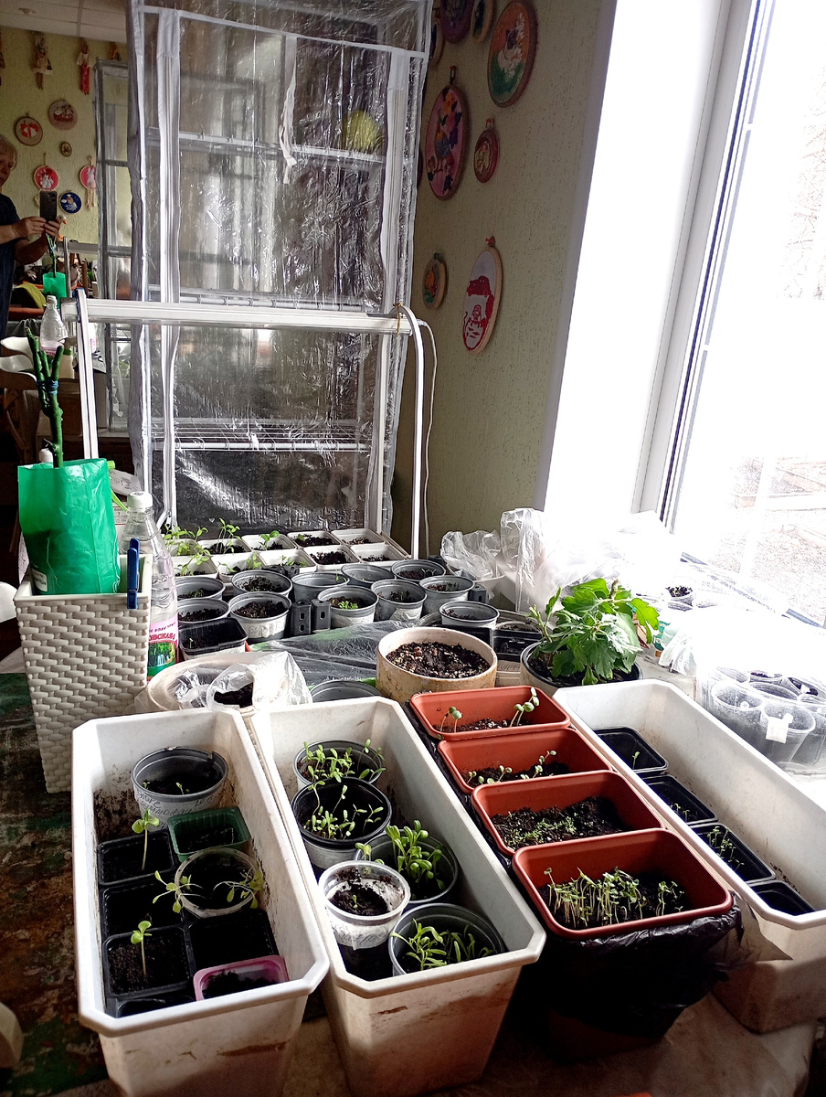 Вот так каждое утро поливаю, переставляю.