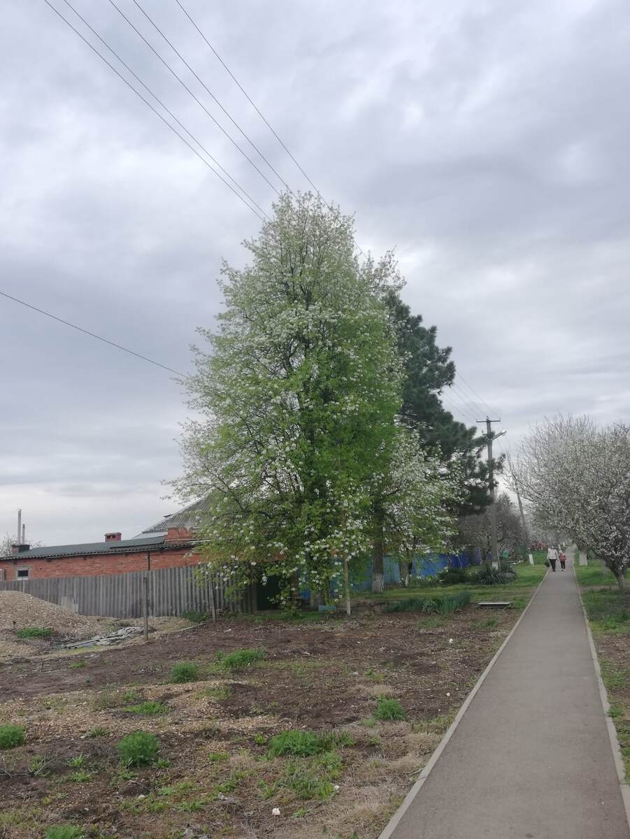 Старая груша