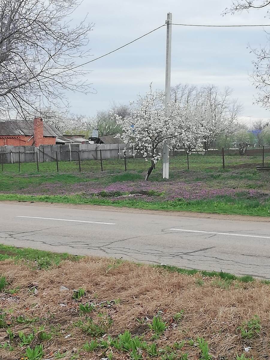 Вишня в этом году очень пышно цветет