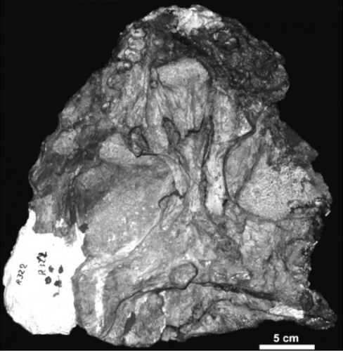 Череп титаногомфодона.