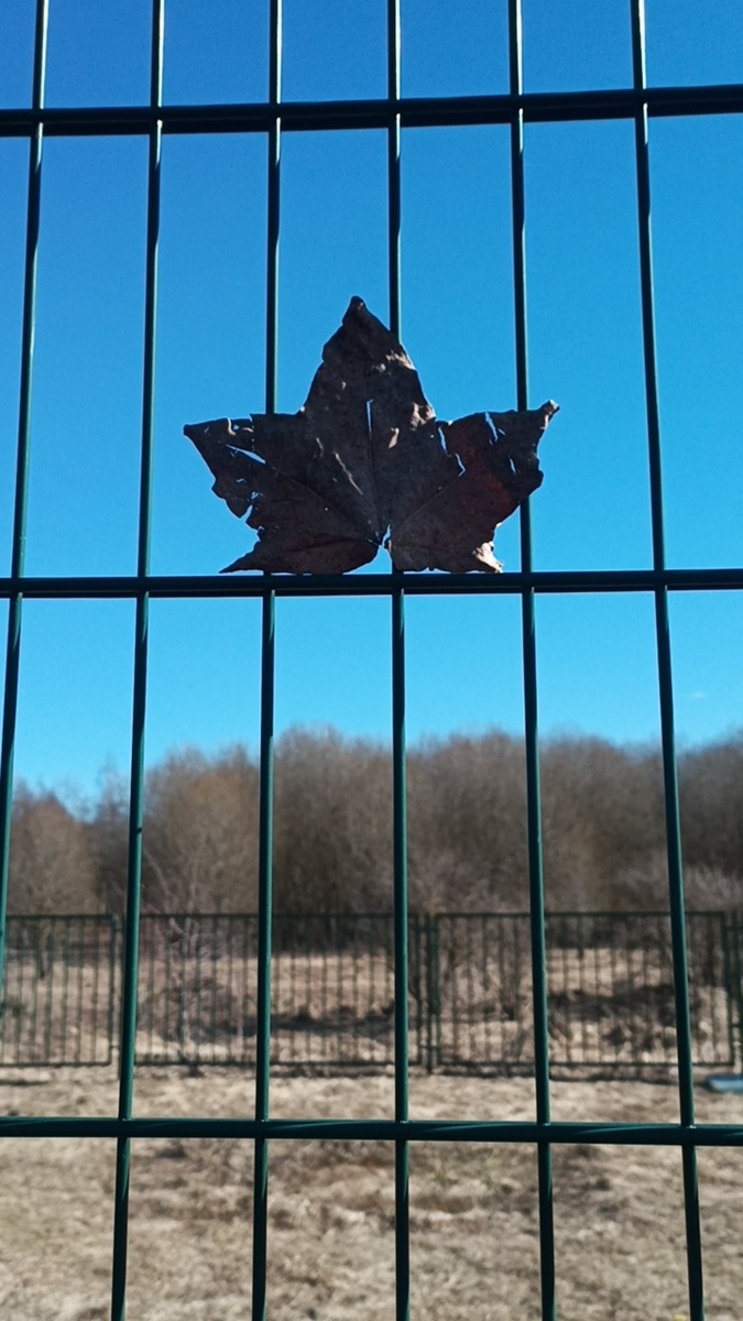 Фото автора. Прошлогодний листочек на фоне апрельской природы. 