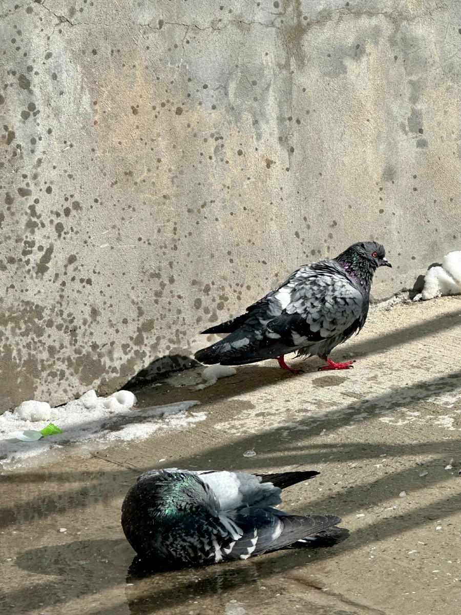 Голуби купаются в первых лужицах.