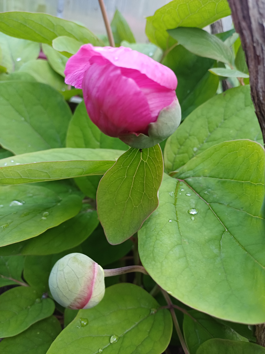 Первые  пионы.