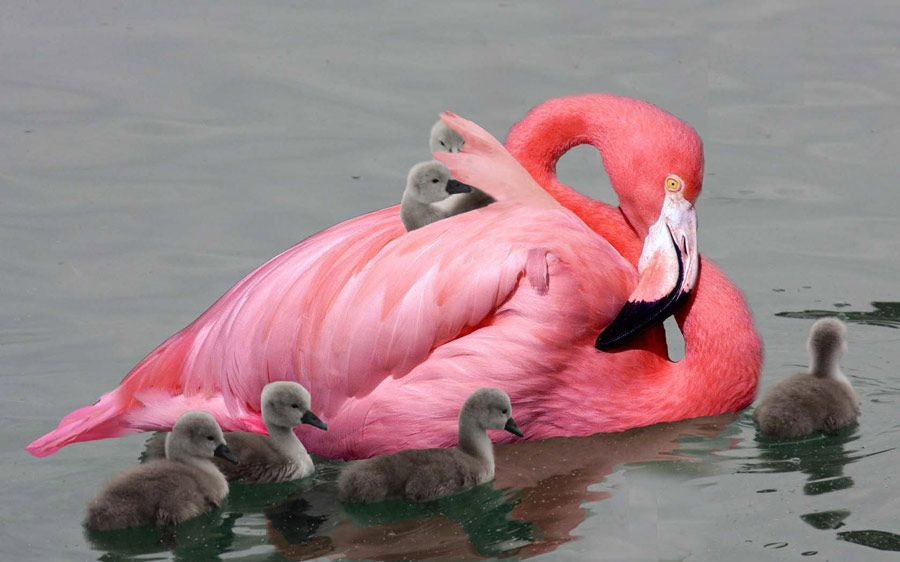 Детеныши фламинго имеют сероватый или белый окрас