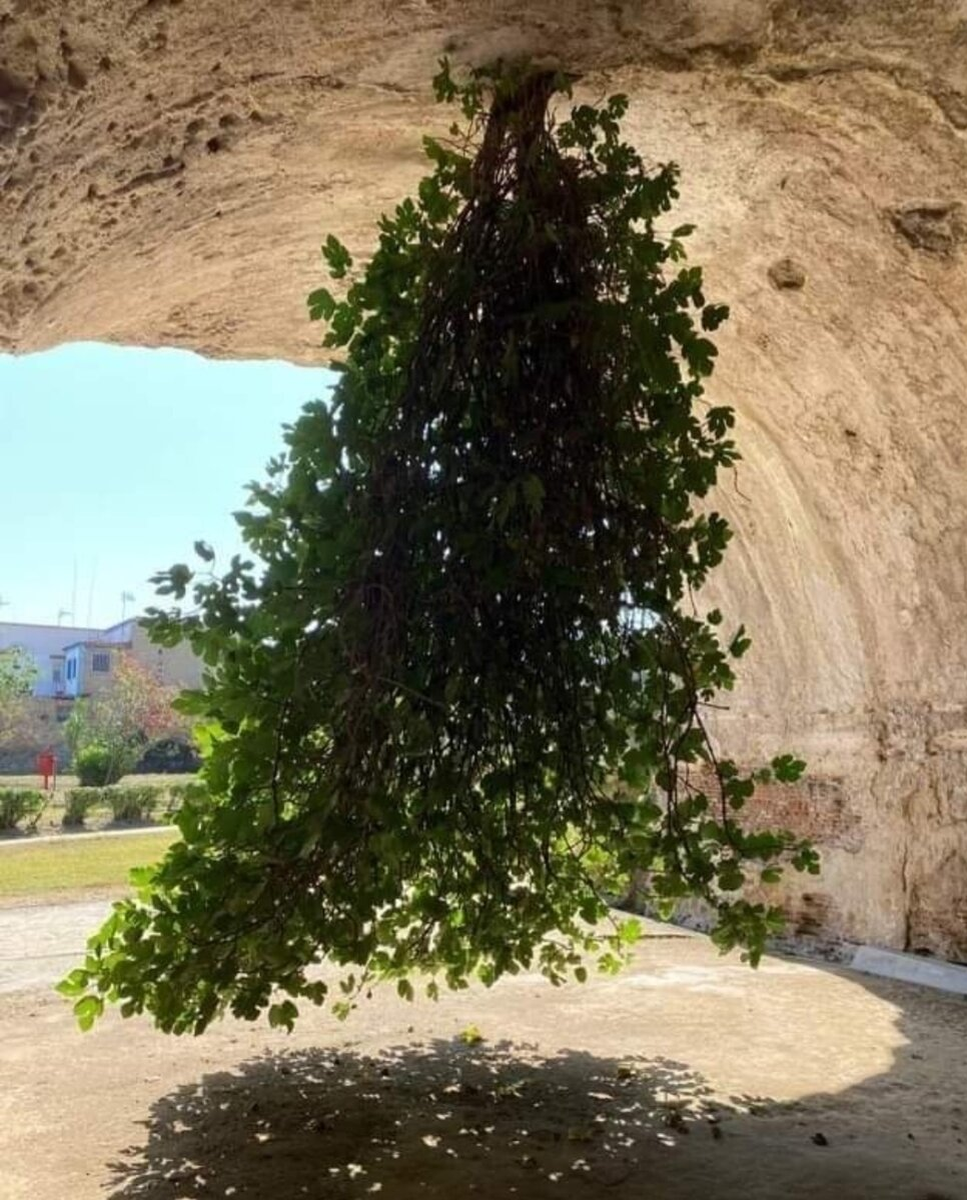 О том, как гравитация влияет на рост растений, и как "семечко" на глубине понимает, куда ему расти - мы узнали именно в космосе