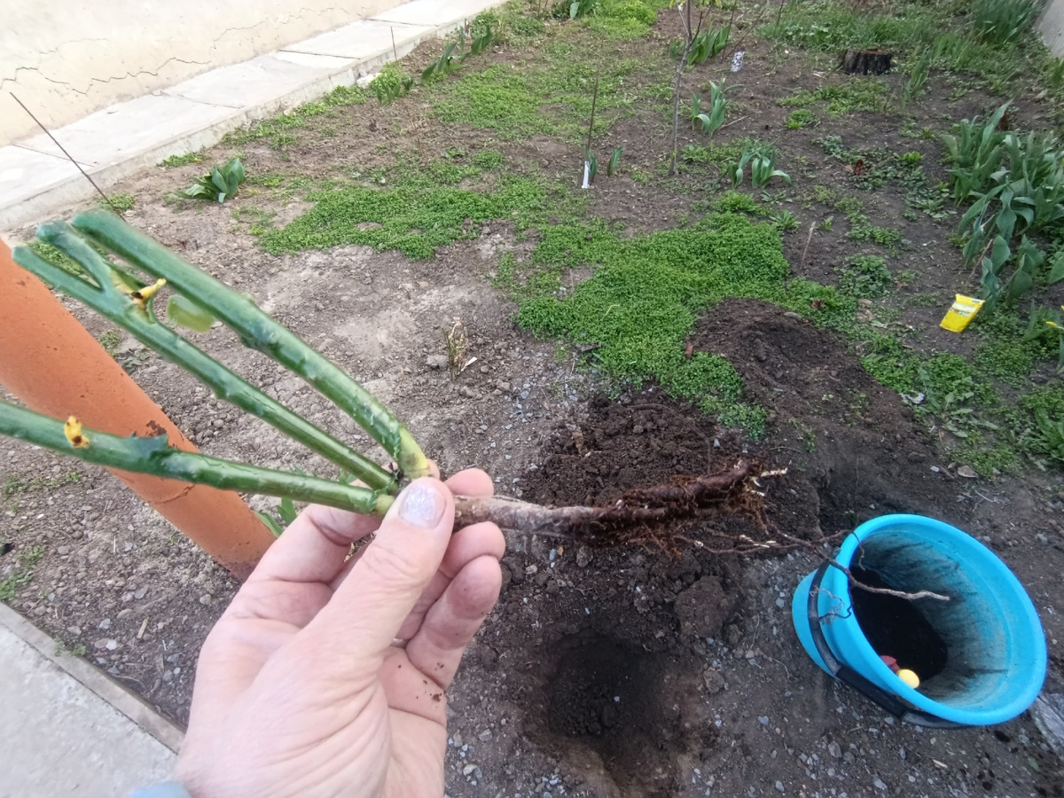 Фото  автора канала  Птичка  Степная . Такие обрубыши только злодеи и недоброжелатели могли сотворить. Что-то живое есть, белые корешки