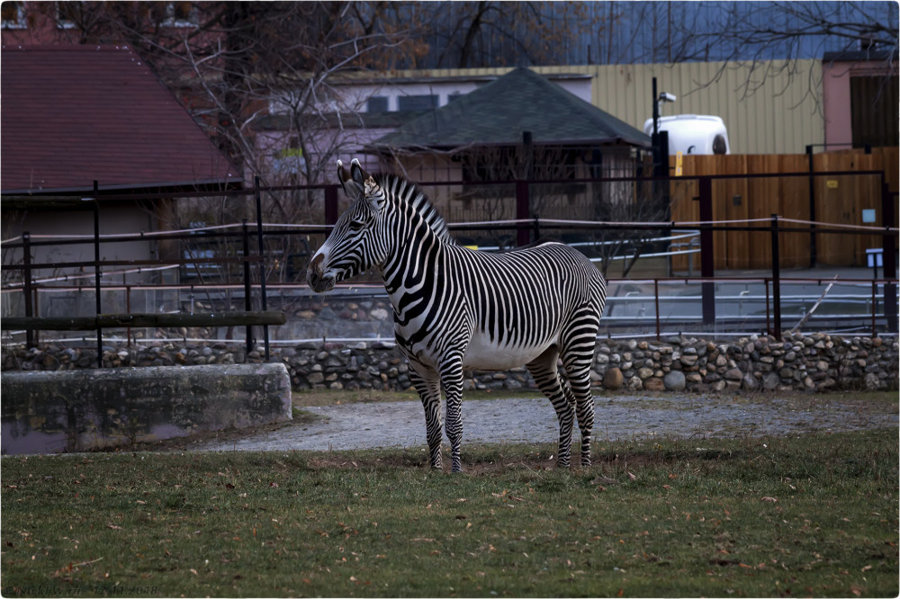 1. Зебра в Московском зоопарке © NickFW.ru — 17.11.2018г.