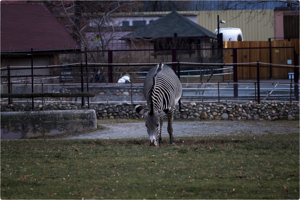 2. Зебра в Московском зоопарке © NickFW.ru — 17.11.2018г.
