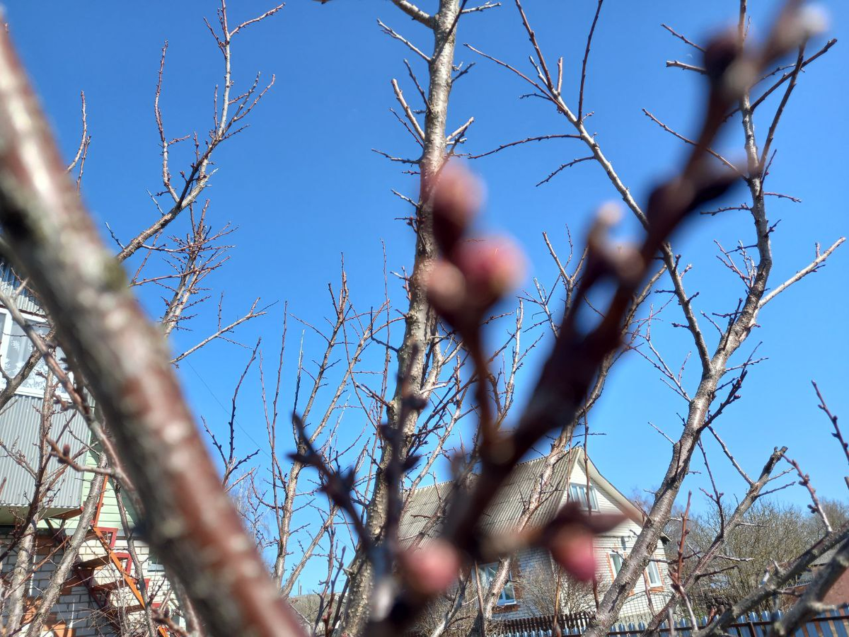 Фото нечёткие. Камера не сфокусировала, но почек много. Розовые - цветочные.