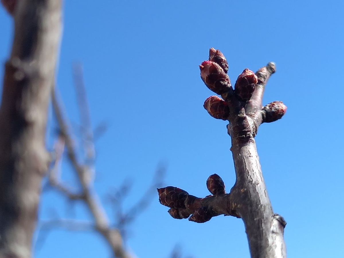 Розовые - это цветочные. Эта веточка на самом деле тоненькая, а на фото получилась прям толстая.