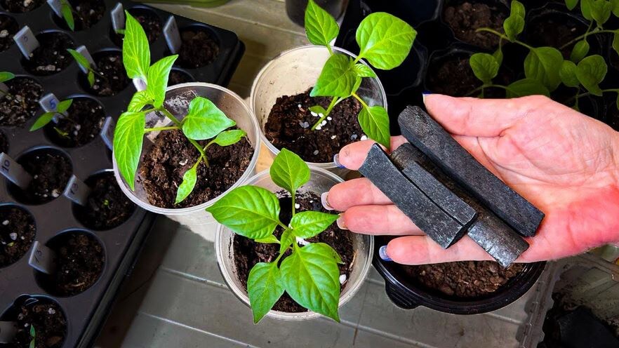 Внесли 1 раз и забыли. 4 Народные подкормки для рассады весной