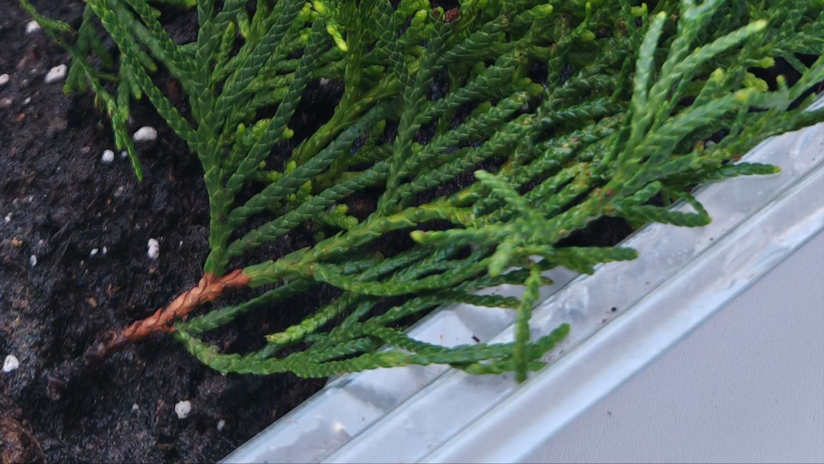 Туя Смарагд_ черенкование 2025