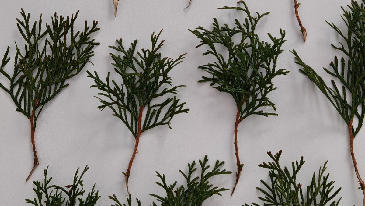 Черенки туи с пяточкой