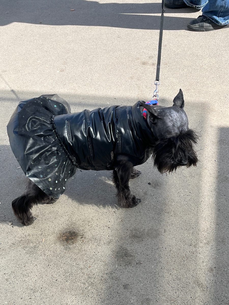 Дамочка на остановке