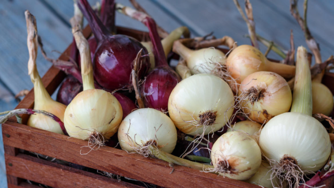Природные признаки подскажут верное время посадки