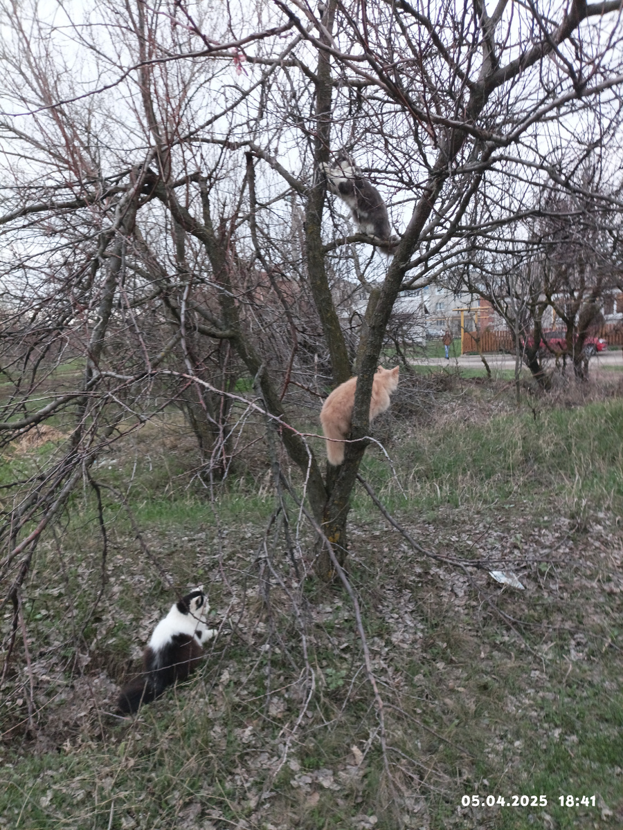 к сожалению,после февраля 24 года многие ветки сломаны на деревьях в поле