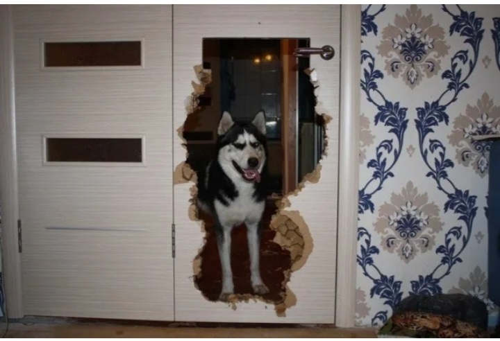 Хозяииин, ты не спрячишься от менЯ...