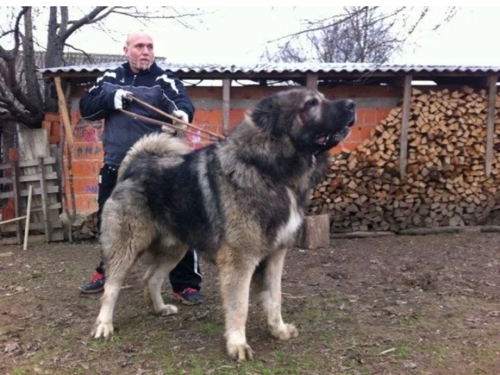8 топ пород собак не для "новичков". Кого лучше пока не заводить без опытным собаководам
