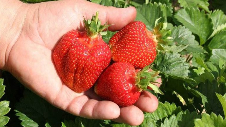 Такой размер ягод достижим без дорогих препаратов и подкормок