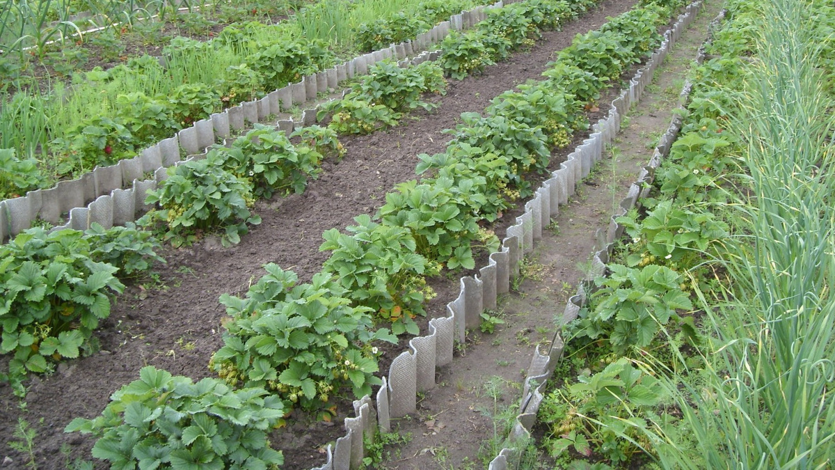Правильное расстояние между растениями - залог крупных ягод