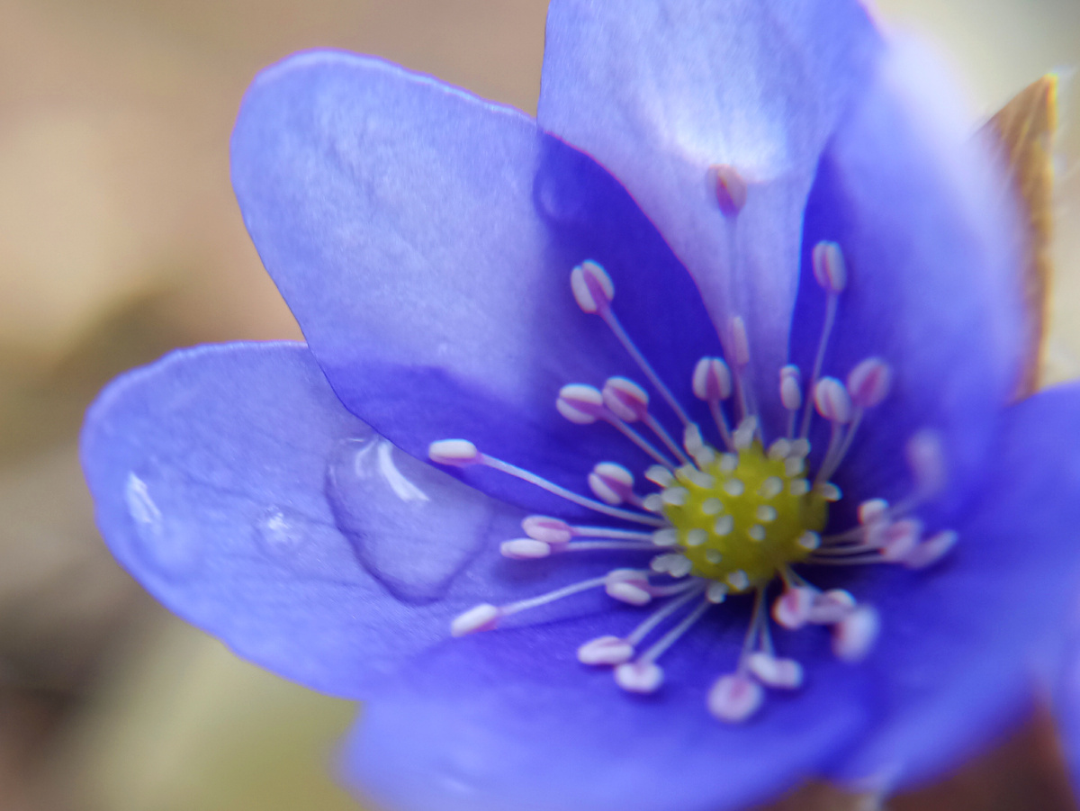 Печеночница