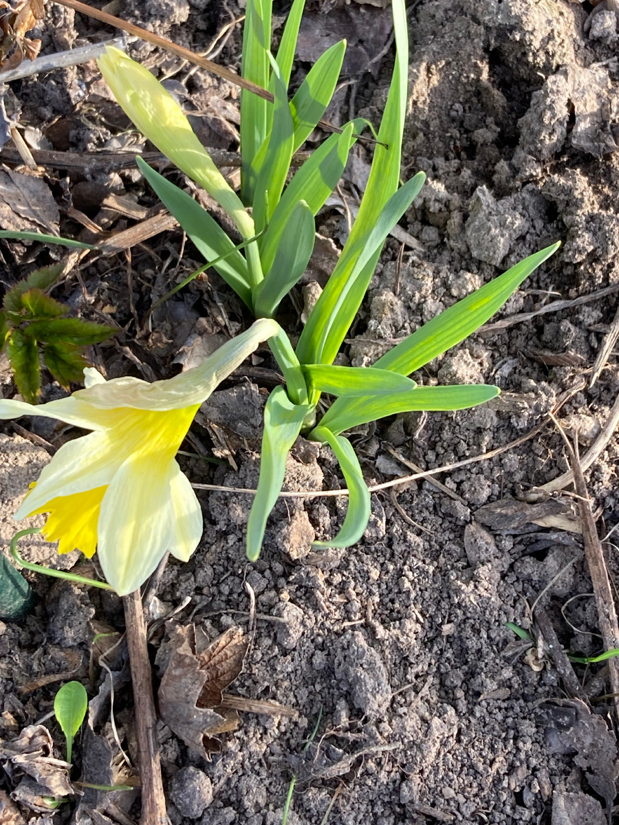 5.04.2025 на моей даче