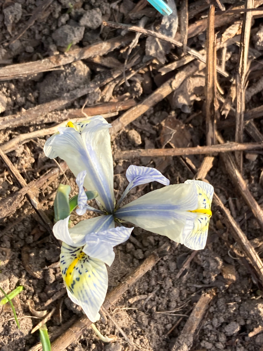 5.04.2025 на моей даче