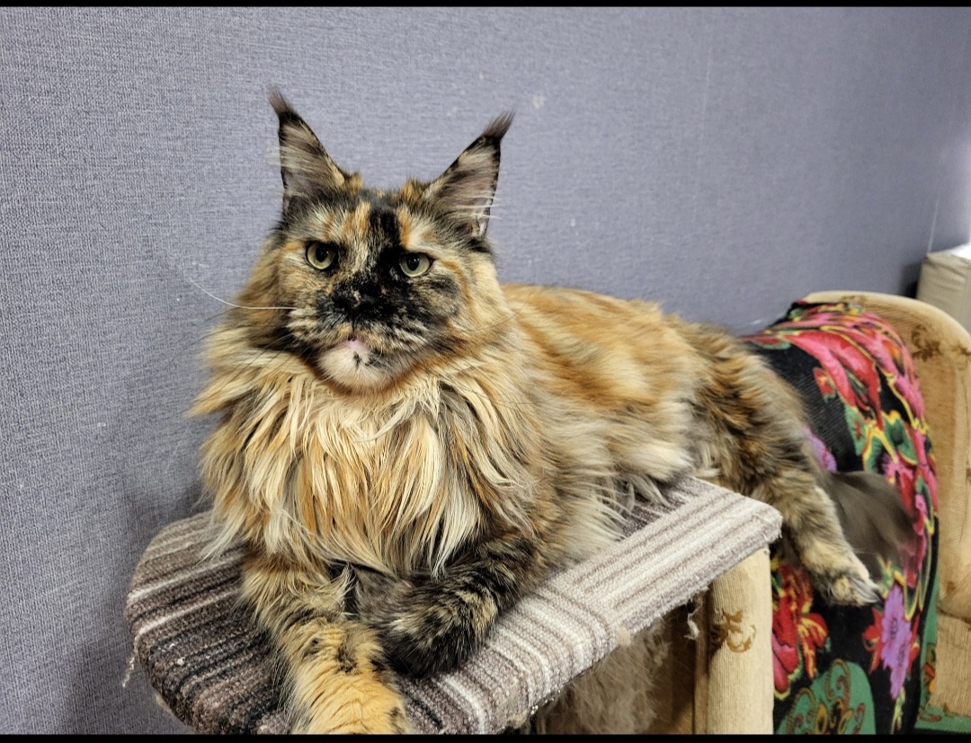 Мейн-кун — это порода кошек, которая отличается крупными размерами и внушительным внешним видом. Они обладают длинной шерстью, мощными лапами и выразительными глазами.

Мейн-куны известны своим дружелюбным и ласковым характером. Они умны, общительны и легко находят общий язык с людьми и другими животными. Мейн-куны игривы и активны, но при этом спокойны и терпеливы.

Эта порода имеет богатую историю, корни которой уходят в американский штат Мэн. Мейн-куны — настоящие гиганты среди кошек, их размер может впечатлять. Они также известны своей густой шерстью, которая помогает им адаптироваться к различным погодным условиям.

Уход за мейн-куном включает регулярное расчёсывание шерсти, чтобы предотвратить образование колтунов, а также обеспечение сбалансированного питания и достаточного количества физической активности.

Мейн-куны — прекрасные компаньоны для семей с детьми и другими животными. Их преданность и любовь к общению делают их отличными домашними питомцами.