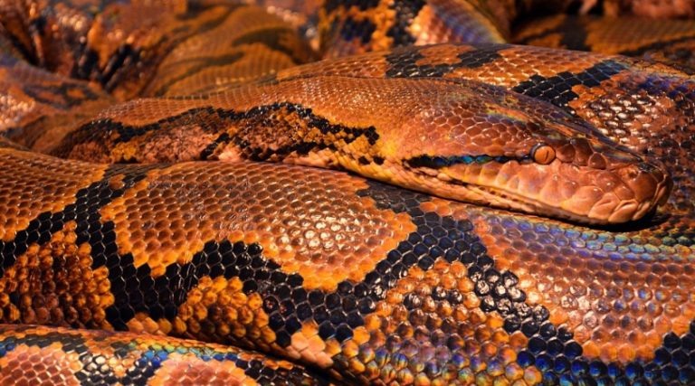    Фото: pxhere.com Екатерина Шахнина