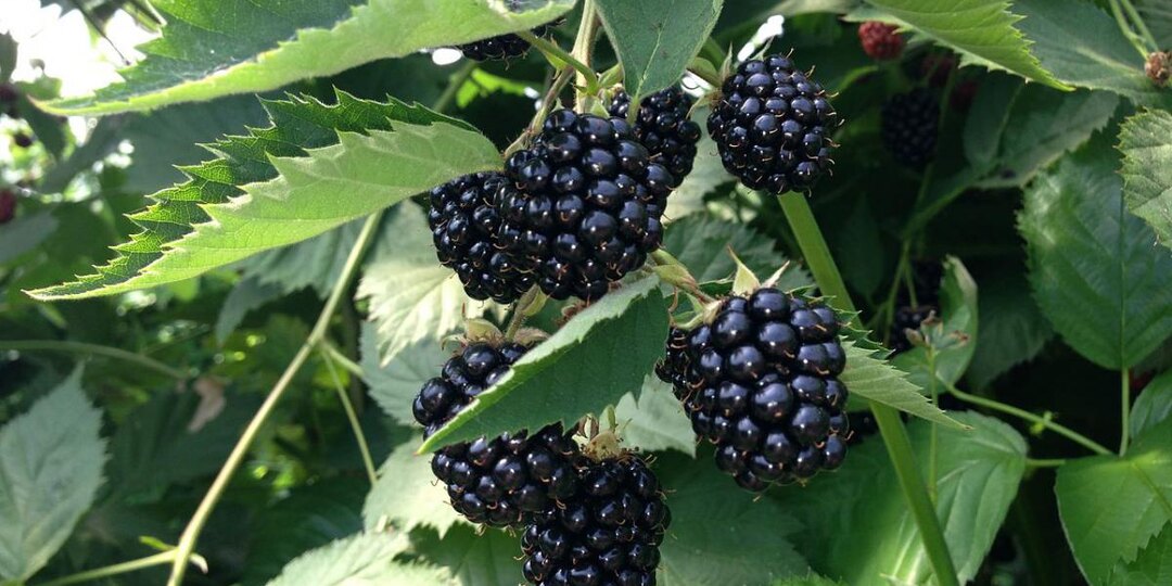 7 лучших сортов ежевики для вашей дачи: выбираем идеальный