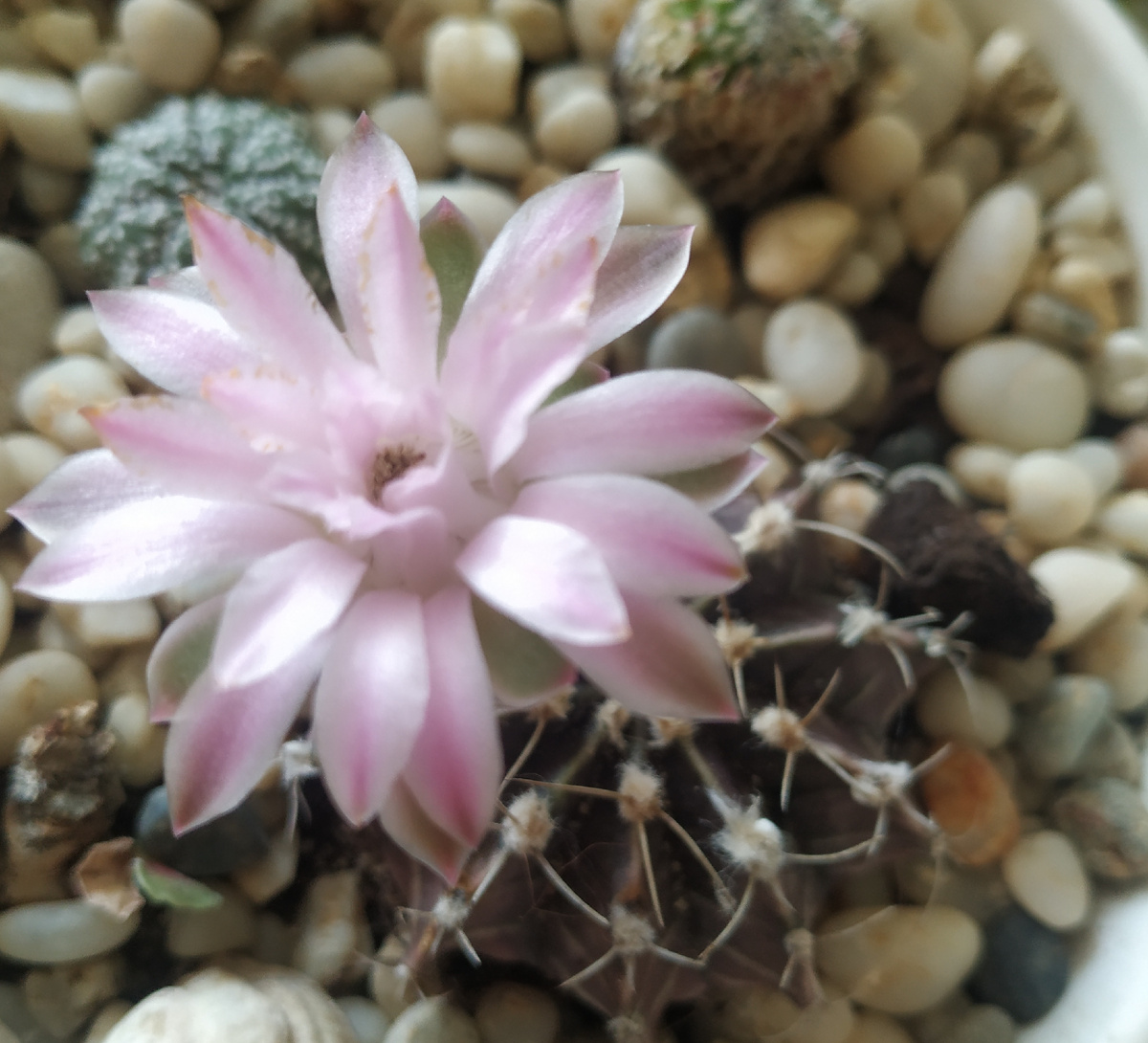 Красиво!!! Но редко :-(