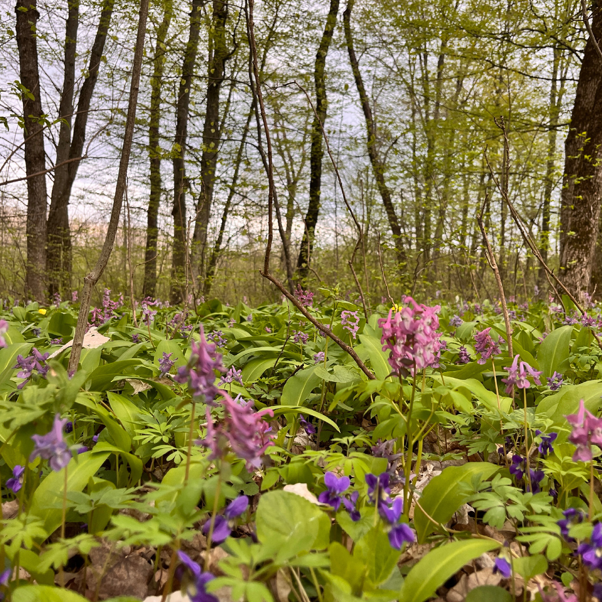 Кодры Молдовы