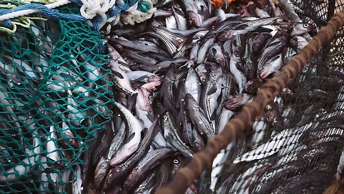     Источник: Росрыболовство