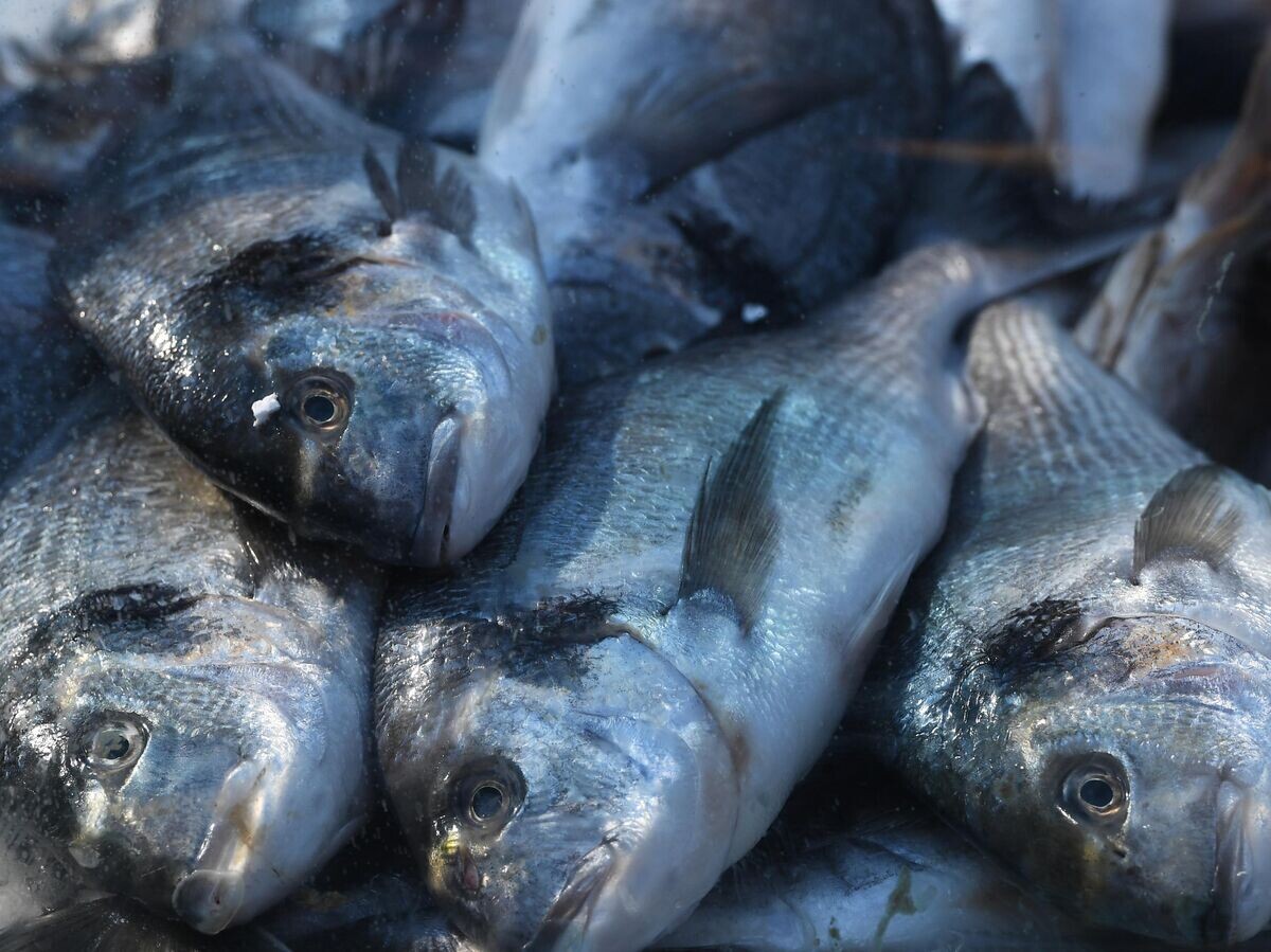    Дорада на прилавке во время фестиваля "Рыбная неделя" в Москве© РИА Новости / Михаил Воскресенский