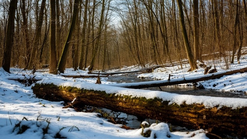 Фото: Изображение создано с помощью нейросети «Шедеврум»  