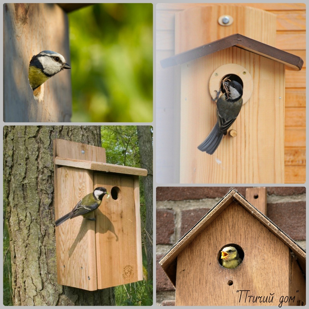 Фото взято из открытого источника