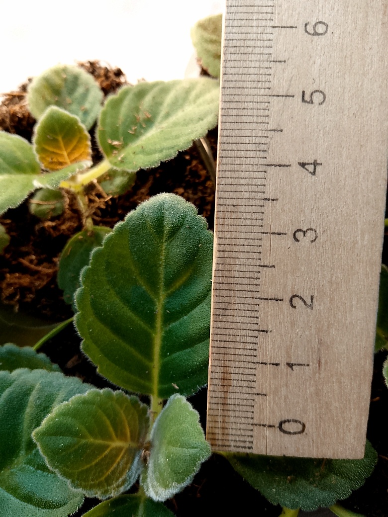 Это уже большое растение, которое давно надо было пересадить в отдельную ёмкость