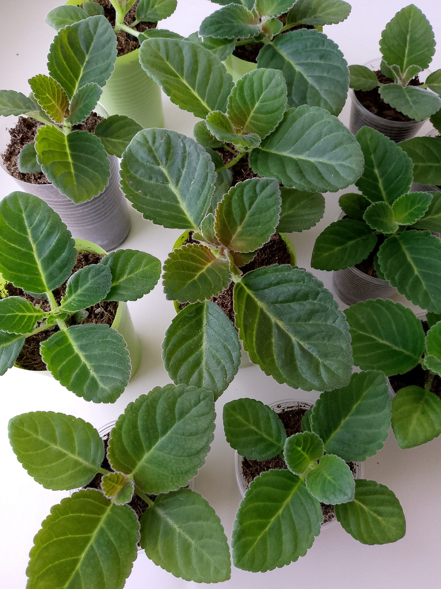 Глоксиния в 100 мг стаканчиках