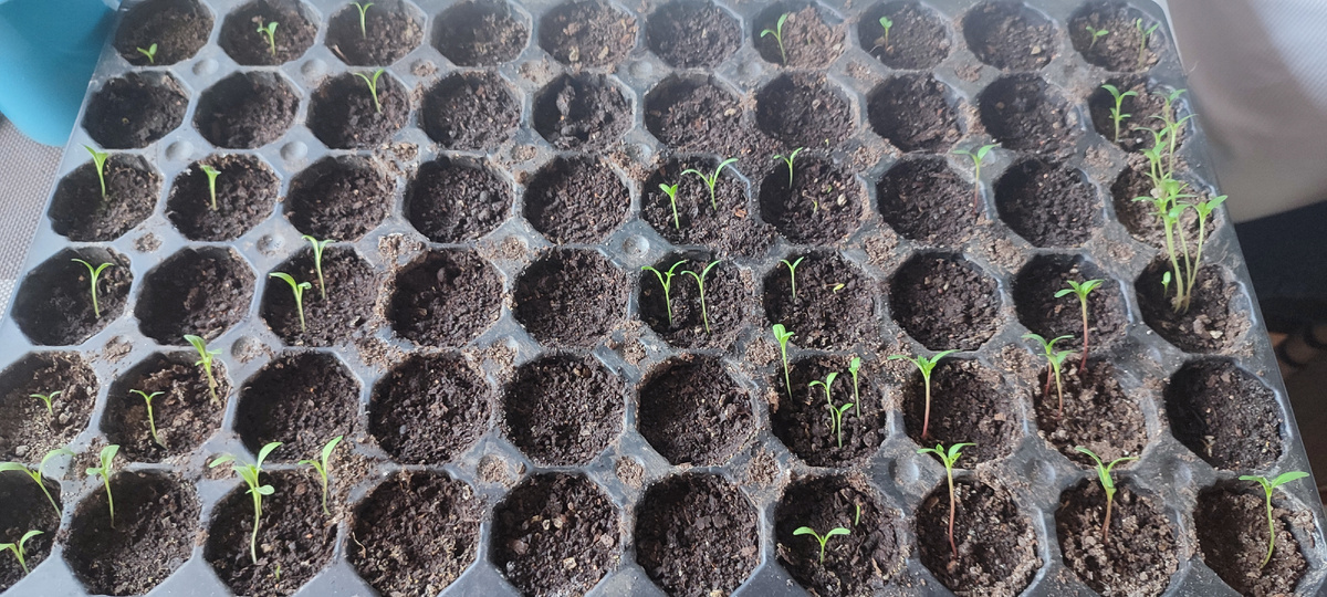 Вот так они у меня взошли, то густо- то пусто