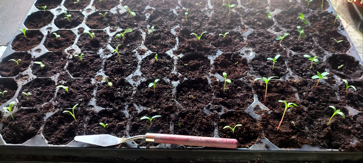 Теперь в каждой ячейке по одному растению. И тут-же тот самый мастихин, который я использовала вместо лопатки 😊