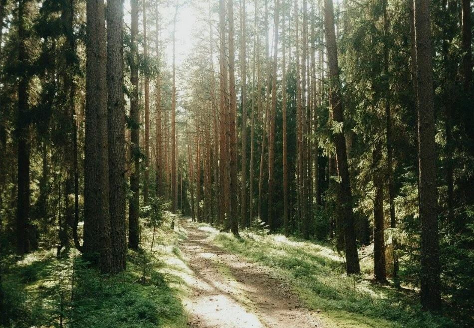 Брянские леса