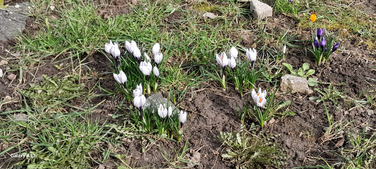 фото автора первые цветы