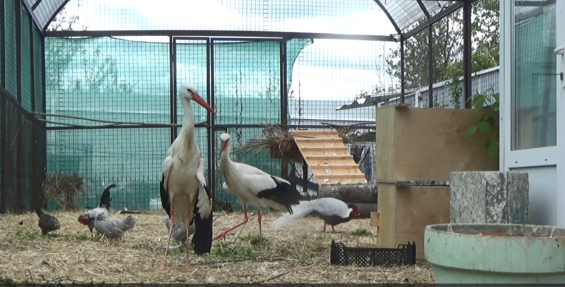 Вот так аисты и превращаются в кур...