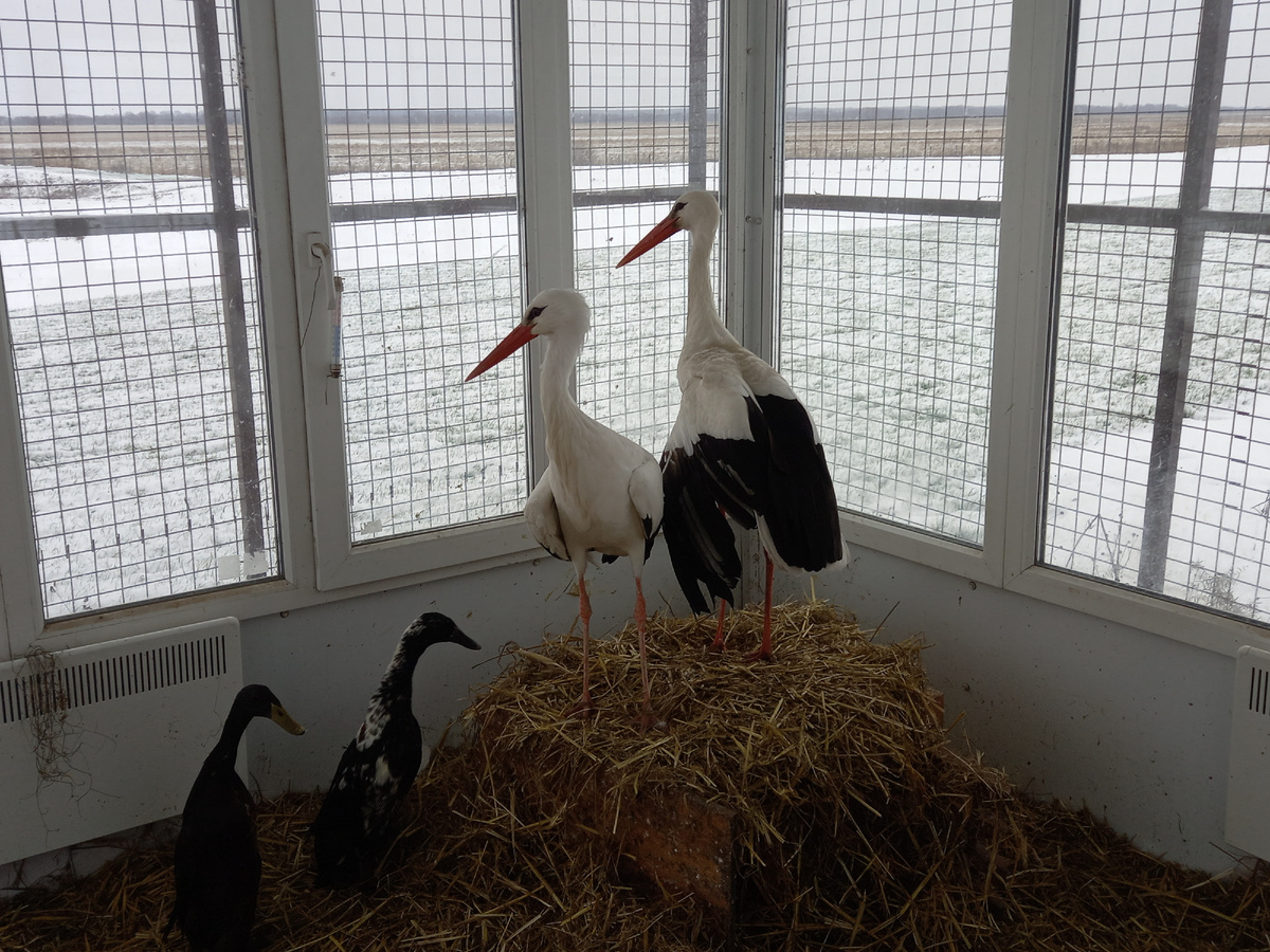 Мартин и Марта с утками